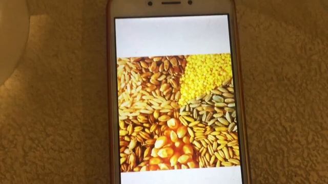 Чем НЕЛЬЗЯ кормить сухопутную среднеазиатскую черепаху смотреть онлайн