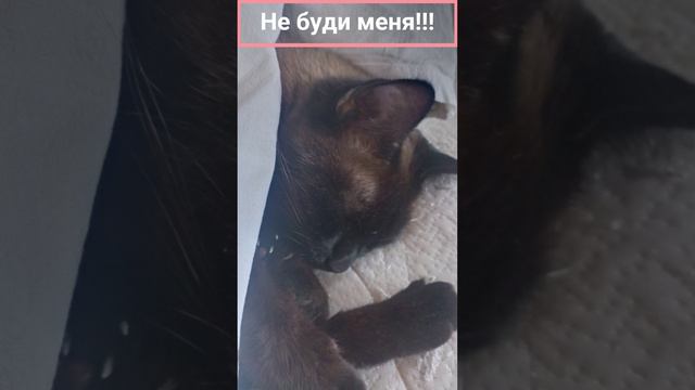 Cat MUSIK смотреть онлайн
