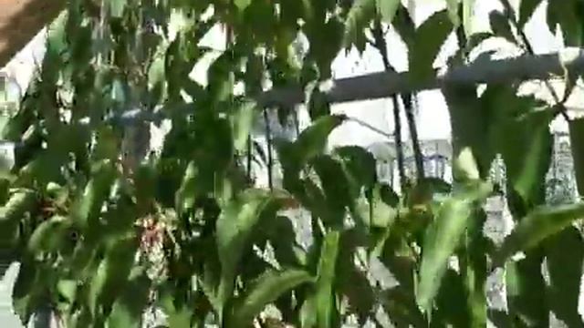 актинидия. Дом. Сад. Огород смотреть онлайн