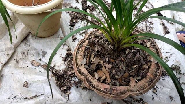 How To Potting Mixture Cymbidium Orchid Ll