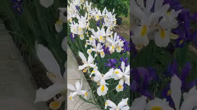 Ирисы голландские смотреть онлайн