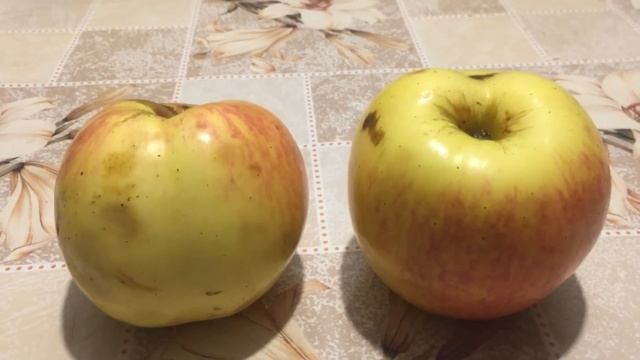 Брянское золотистое , сорт яблок... смотреть онлайн