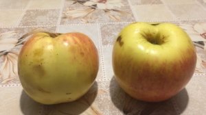Брянское золотистое , сорт яблок...