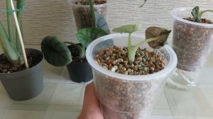 Алоказии на фитиле