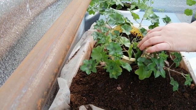 ВЕСЕННЯЯ ПЕРЕСАДКА ПЛЮЩЕЛИСТНОЙ ПЕЛАРГОНИИ смотреть онлайн