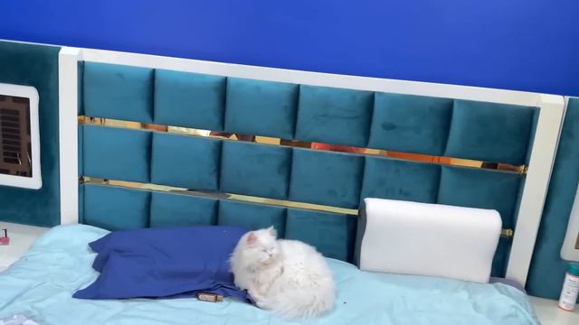 Hamari Family Mai New Member Aaya😍🙈♥️ #vlog #trending #love #couple #viral #meghachaube смотреть онлайн