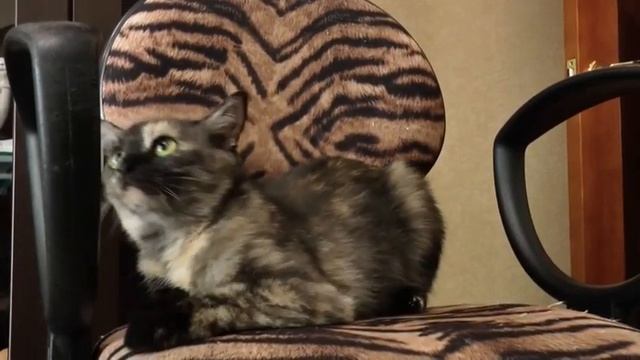 Котэ смотреть онлайн