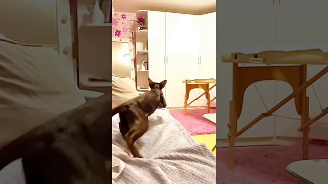 Приносят игрушки, как собачки ! Самые идеальные животные 🥰 смотреть онлайн