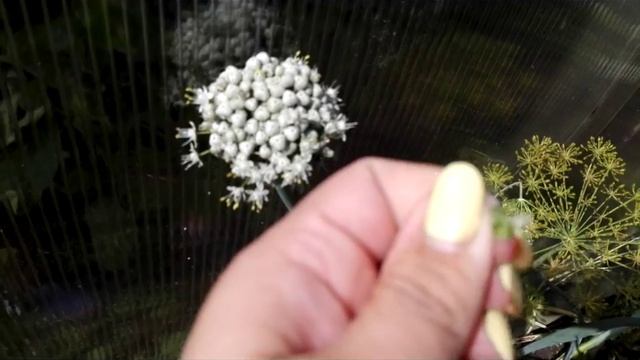 ЛУК-РЕПКА ИЗ СЕМЯН ЗА ОДИН СЕЗОН!!!ЛУК ЭКСИБИШЕН . КАК СОБРАТЬ свои СЕМЕНА (1ЧАСТЬ). смотреть онлайн
