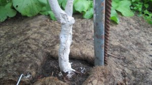 Абрикосы в Западной Сибири. Выращивание. Лечение коры у двулетних деревьев #29