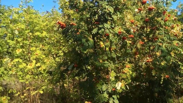 Рябина смешанная | Plante.md смотреть онлайн
