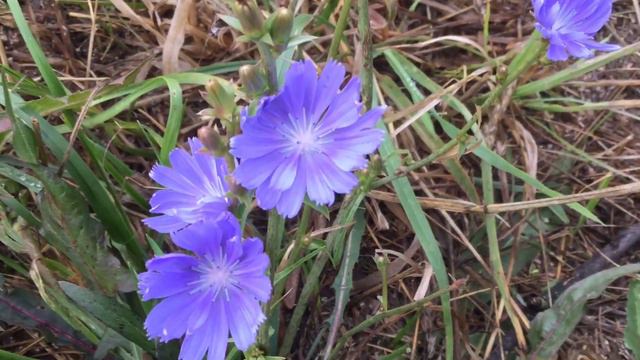 #iRinaXodus ©️ Music 🎼🎶🎶 Flute. Flowers 🌺 Season. смотреть онлайн