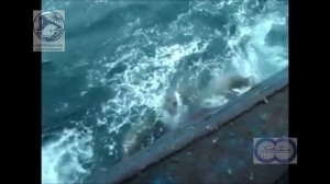 Охота косаток на сивучей