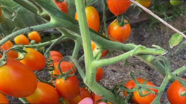 Томат Пламя F1 шедевральный Урожай зашкаливает / Минская область Беларусь Belarus смотреть онлайн
