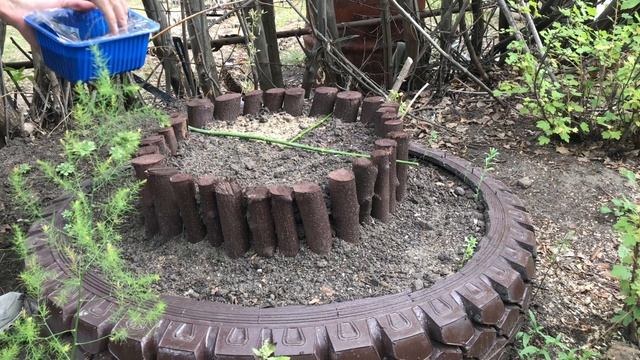 Посеяла обриету и алиссум. Делаю клумбу плетенку и крашу клумбу из палок смотреть онлайн