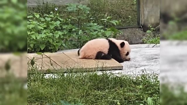 『莽小五』重动最小熊猫露面，莽小五小朋友想要自己回家，结果，掉沟里去了 смотреть онлайн