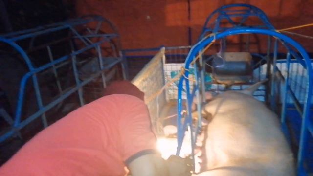 TAIL DOCKING How to cut tail of new born piglets without stress #newbornPiglets смотреть онлайн