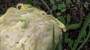 Капустную КОЧЕРЫЖКУ не выбрасываем. Получение ранних цветов.