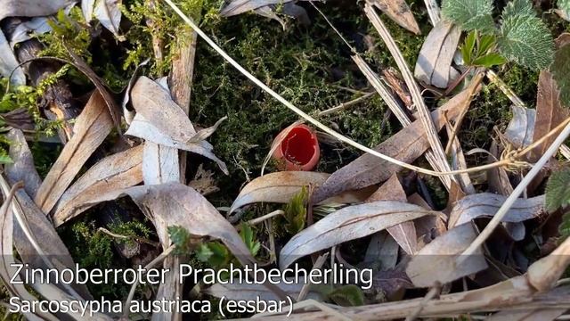 Pilze im März | 12.03.2021 | Becherlingsfunde bei der Bärlauch-Ernte | Auwaldrunde am Freitag смотреть онлайн