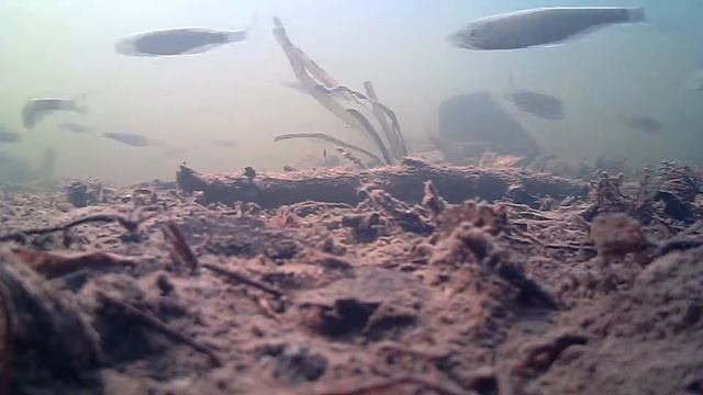 Рыбалка на Москве реке испытание камеры WaterWolf