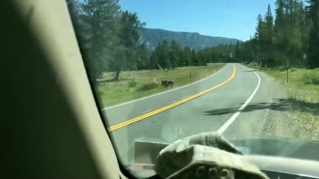 25 Unbelievable Bear Moments Caught On Video! ?