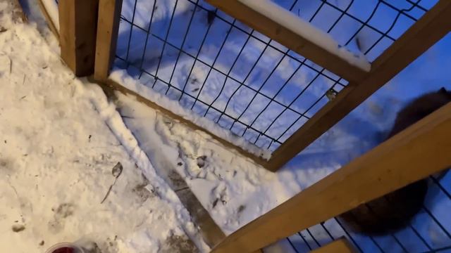 Алиса - лиса. Выпустили смотреть онлайн