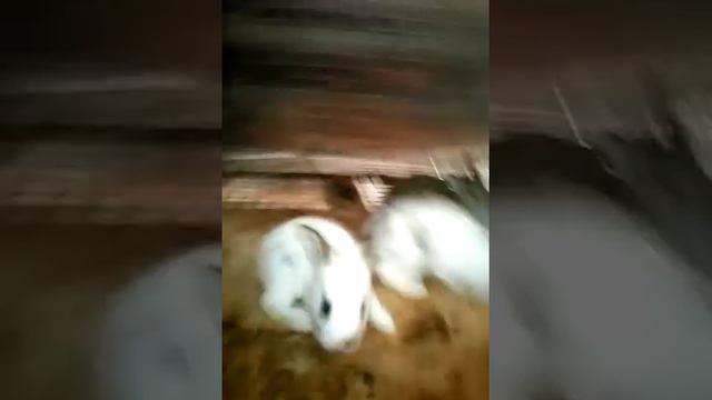 Кролики боятся своего собственного хозяина который кормит их каждый день смотреть онлайн