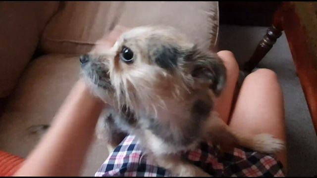 Подарок от Турка / Супчик Дня / Что с Работой в Англии / Закупка Еды / Что я Ем? / Harrogate 2019 смотреть онлайн