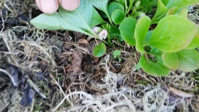 Красника. Цветение на грядке смотреть онлайн