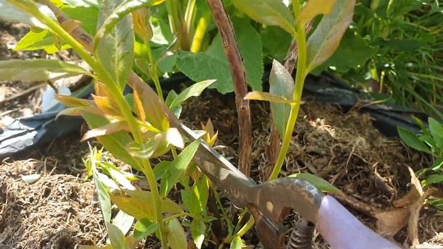 Нормирование побегов у голубики. смотреть онлайн