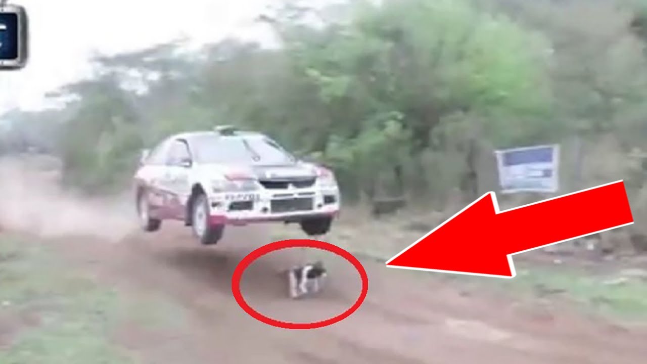 ? 10 Эпичных везений животных снятых на камеру. смотреть онлайн