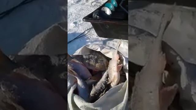 Рыбалка в Павлодаре-2018,"Иртыш рулит". смотреть онлайн