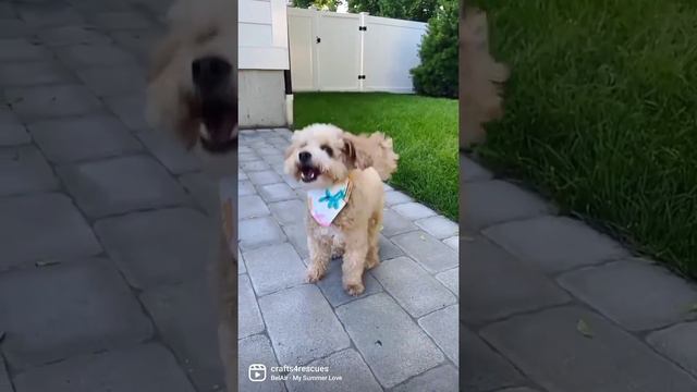 @BaileyBoo.Maltipoo enjoying his dog bandana смотреть онлайн