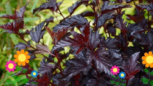 Пузыреплодник калинолистный калинолистный All Black. Краткий обзор Physocarpus Opulifolius All Blac