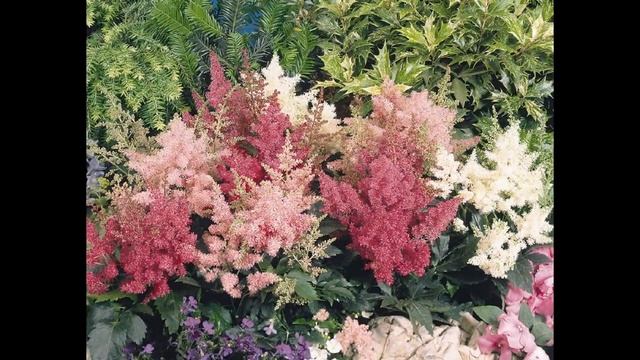АСТИЛЬБА (ASTILBE) сем. Камнеломковые смотреть онлайн