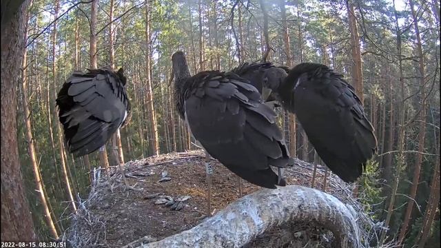 Must-toonekurg:ciconia Nigra:: Goshawk Flies Past. The Storklets Throw Up Their Food!