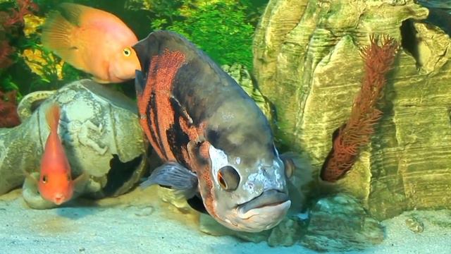 Морские животные.Красивые рыбки.Sea creatures, beautiful fish.@elipscease-freenoncopyrigh7433 смотреть онлайн