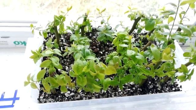 Неудачный опыт черенкования голубики в домашних условиях смотреть онлайн