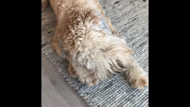 Review of Java Wood Dog Chew Toy смотреть онлайн