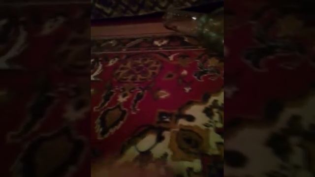 Siamese Rat. Сиамская Крыса. Сіамський Пацюк. смотреть онлайн
