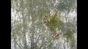 Приметы весны