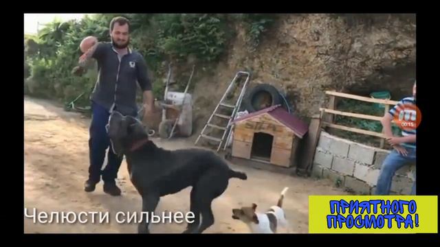 РОТВЕЙЛЕР ПРОТИВ КАНЕ КОРСО! КТО КОГО?! смотреть онлайн