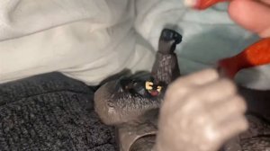 Шрам и Шиму против Годзила и Конг и  новая империя