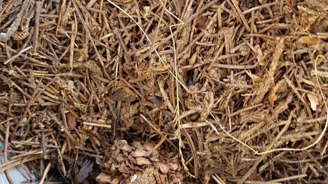 Посадка гортензий, мой опыт выращивания смотреть онлайн