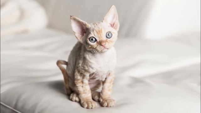 Male Devon Rex Cat VS Female Devon Rex Cat смотреть онлайн