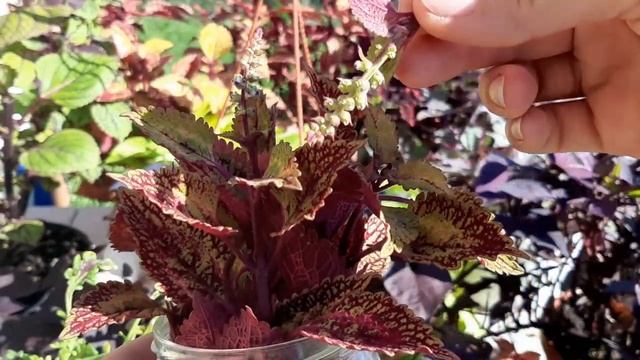 САМЫЙ ЛЕГКИЙ способ укоренения КОЛЕУСА и ИПОМЕИ батат! Осеннее черенкование смотреть онлайн