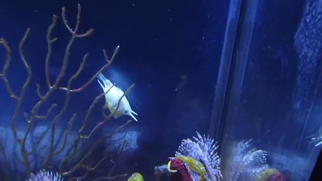 Морской конек(L'AQUARIUM DE BARCELONA) смотреть онлайн