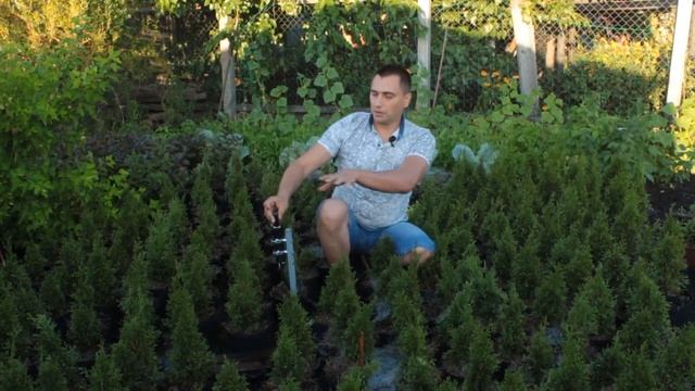 Пять видов полива в питомнике декоративных растений смотреть онлайн