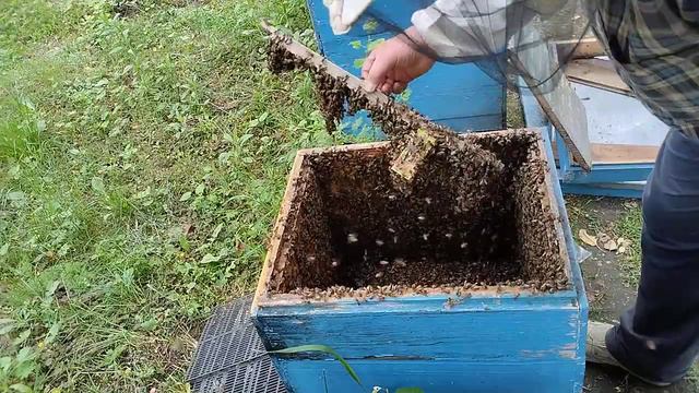 Всё таки трутовка#пасека#пчёлы смотреть онлайн