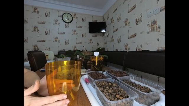 Орхидея не растет! Что делать? Меняю грунт и систему посадки! смотреть онлайн